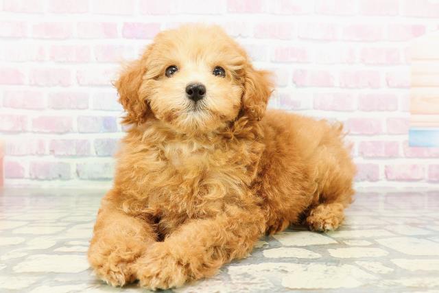茨城県のトイプードル(トイ) (Coo&RIKU石岡店/2026年2月28日生まれ/女の子/アプリコット)の子犬の2枚目の画像