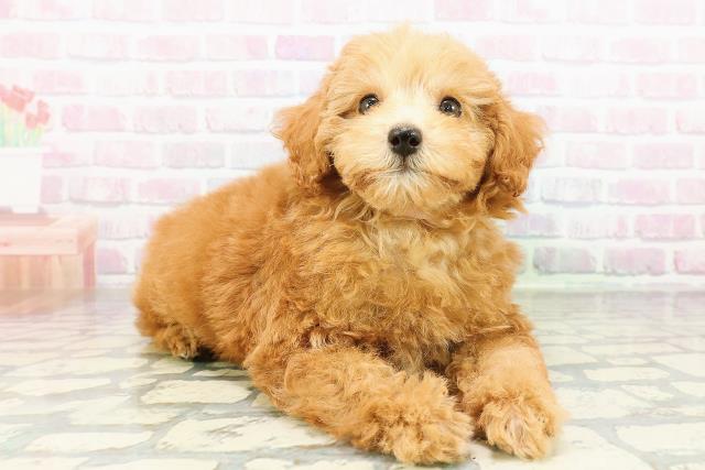 茨城県のトイプードル(トイ) (Coo&RIKU石岡店/2026年2月28日生まれ/女の子/アプリコット)の子犬の3枚目の画像