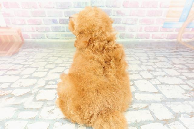 茨城県のトイプードル(トイ) (Coo&RIKU石岡店/2026年2月28日生まれ/女の子/アプリコット)の子犬の4枚目の画像