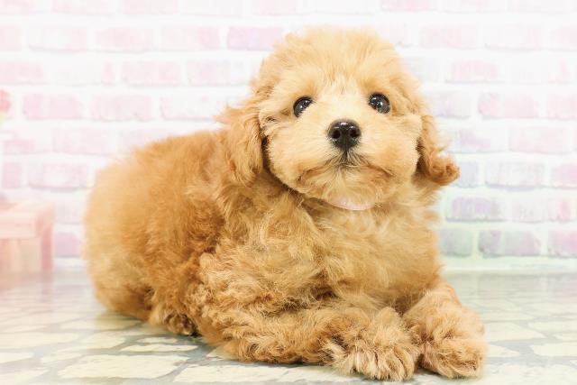神奈川県のトイプードル(トイ) (Coo&RIKU江の島店/2026年2月28日生まれ/女の子/アプリコット)の子犬の3枚目の画像