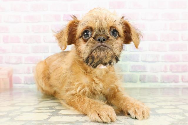 埼玉県のブリュッセルグリフォン (Coo&RIKUアニマルケアセンター大宮/2026年3月2日生まれ/女の子/レッド)の子犬の3枚目の画像