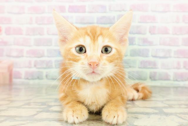 東京都のジェネッタ (Coo&RIKU中野サンモール店/2026年3月3日生まれ/男の子/レッドタビー)の子猫