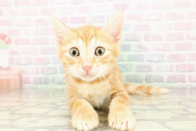 東京都のジェネッタ (Coo&RIKU新宿三丁目店/2026年3月3日生まれ/男の子/レッドタビー)の子猫の1枚目の画像