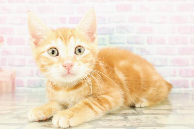 東京都のジェネッタ (Coo&RIKU新宿三丁目店/2026年3月3日生まれ/男の子/レッドタビー)の子猫の2枚目の画像