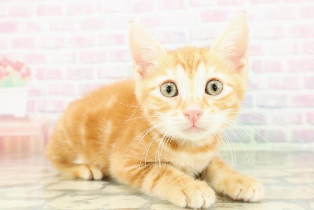 東京都のジェネッタ (Coo&RIKU新宿三丁目店/2026年3月3日生まれ/男の子/レッドタビー)の子猫の3枚目の画像