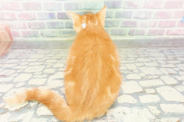 東京都のジェネッタ (Coo&RIKU新宿三丁目店/2026年3月3日生まれ/男の子/レッドタビー)の子猫の4枚目の画像