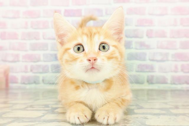 東京都のジェネッタ (Coo&RIKU下北沢店/2026年3月3日生まれ/男の子/レッドタビー)の子猫の1枚目の画像