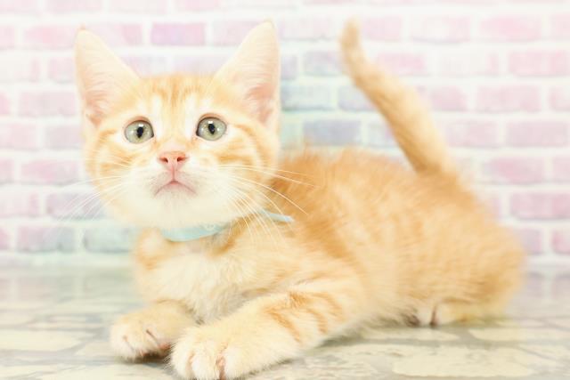 東京都のジェネッタ (Coo&RIKU下北沢店/2026年3月3日生まれ/男の子/レッドタビー)の子猫の2枚目の画像