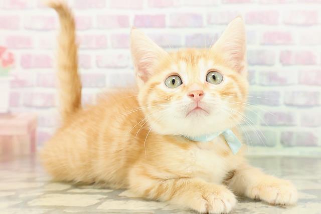 東京都のジェネッタ (Coo&RIKU下北沢店/2026年3月3日生まれ/男の子/レッドタビー)の子猫の3枚目の画像