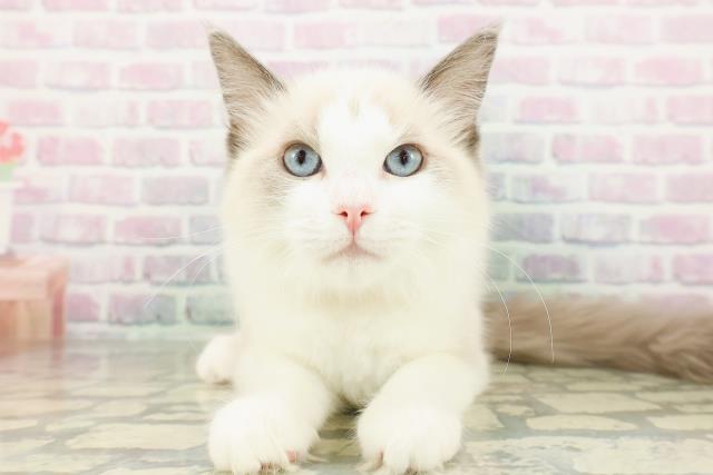 茨城県のラグドール (Coo&RIKU水戸店/2025年12月27日生まれ/女の子/ブルーポイントバイカラー)の子猫の1枚目の画像