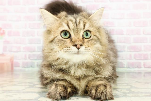 茨城県のサイベリアン (Coo&RIKU日立店/2025年12月15日生まれ/男の子/ブラウンタビー)の子猫の1枚目の画像