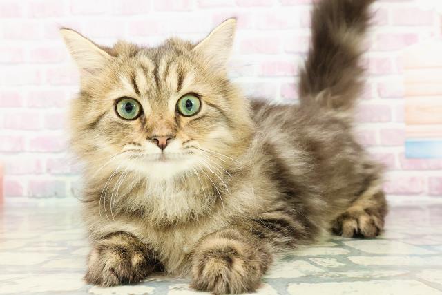 茨城県のサイベリアン (Coo&RIKU日立店/2025年12月15日生まれ/男の子/ブラウンタビー)の子猫の2枚目の画像