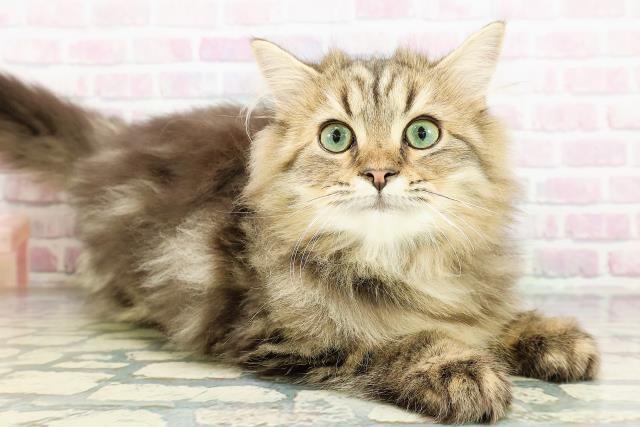 茨城県のサイベリアン (Coo&RIKU日立店/2025年12月15日生まれ/男の子/ブラウンタビー)の子猫の3枚目の画像