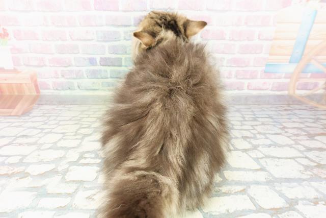 茨城県のサイベリアン (Coo&RIKU日立店/2025年12月15日生まれ/男の子/ブラウンタビー)の子猫の4枚目の画像