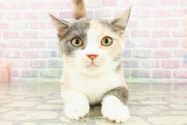 東京都のマンチカン (Coo&RIKU練馬店/2025年12月24日生まれ/女の子/ダイリュートキャリコ)の子猫