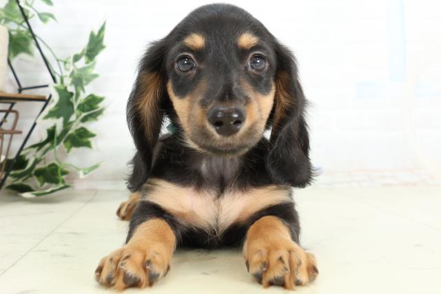 大分県のミニチュアダックスフンド(ロング) (Coo&RIKU大分店/2026年3月3日生まれ/男の子/ブラックタン)の子犬の1枚目の画像