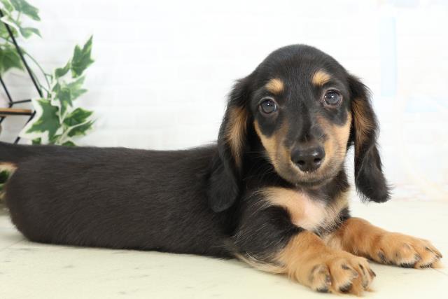 大分県のミニチュアダックスフンド(ロング) (Coo&RIKU大分店/2026年3月3日生まれ/男の子/ブラックタン)の子犬の2枚目の画像