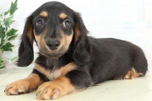 大分県のミニチュアダックスフンド(ロング) (Coo&RIKU大分店/2026年3月3日生まれ/男の子/ブラックタン)の子犬の3枚目の画像