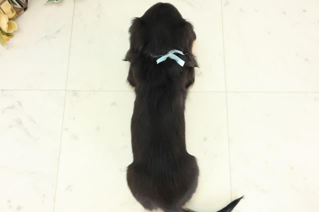 大分県のミニチュアダックスフンド(ロング) (Coo&RIKU大分店/2026年3月3日生まれ/男の子/ブラックタン)の子犬の4枚目の画像