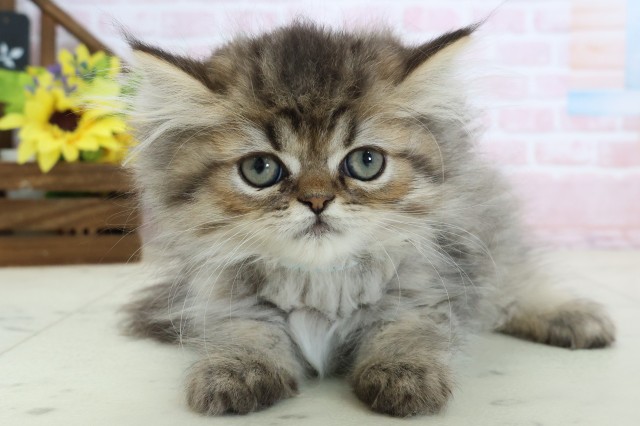 長崎県のペルシャ (Coo&RIKU長崎浜町店/2026年2月10日生まれ/男の子/ブラウンタビー)の子猫の1枚目の画像