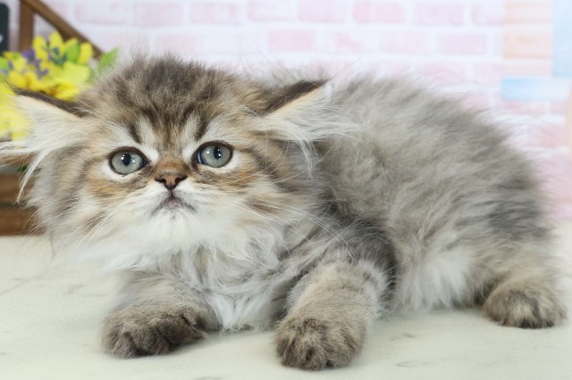長崎県のペルシャ (Coo&RIKU長崎浜町店/2026年2月10日生まれ/男の子/ブラウンタビー)の子猫の3枚目の画像