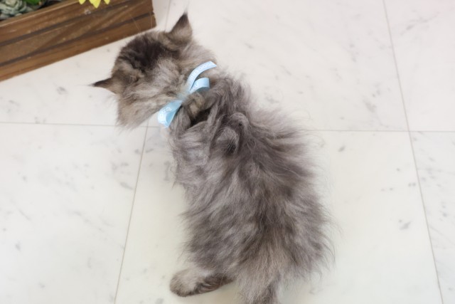長崎県のペルシャ (Coo&RIKU長崎浜町店/2026年2月10日生まれ/男の子/ブラウンタビー)の子猫の4枚目の画像