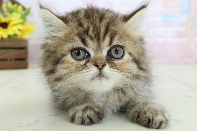 宮崎県のペルシャ (Coo&RIKU宮崎店/2026年2月10日生まれ/女の子/ブラウンタビー)の子猫の1枚目の画像