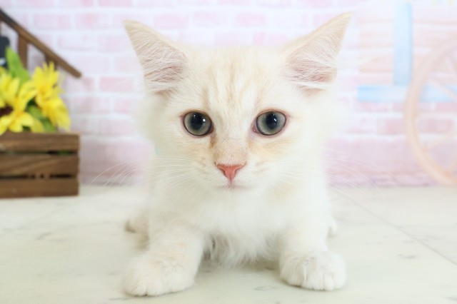 熊本県のミヌエット (Coo&RIKUイオンモール宇城店/2026年1月28日生まれ/男の子/クリームタビー)の子猫の1枚目の画像