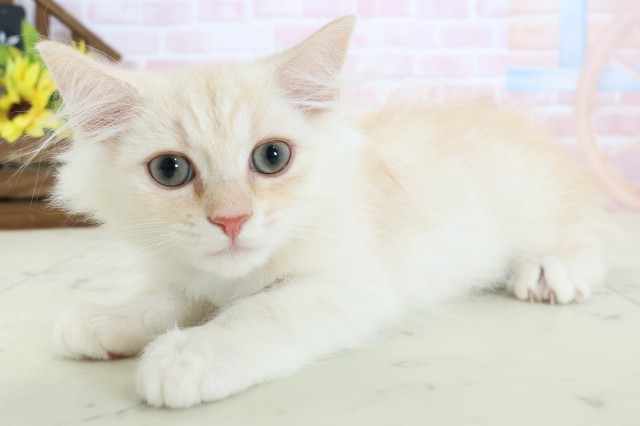 熊本県のミヌエット (Coo&RIKUイオンモール宇城店/2026年1月28日生まれ/男の子/クリームタビー)の子猫の3枚目の画像