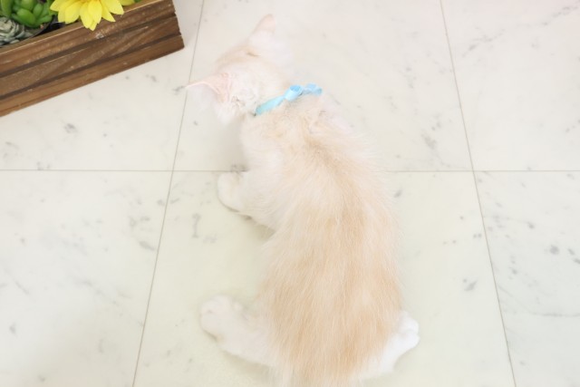 熊本県のミヌエット (Coo&RIKUイオンモール宇城店/2026年1月28日生まれ/男の子/クリームタビー)の子猫の4枚目の画像