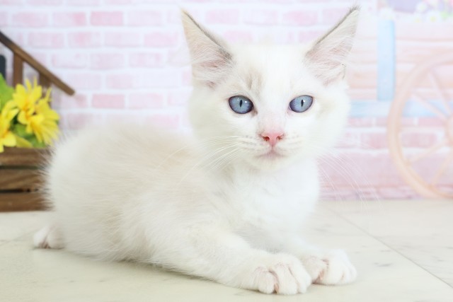 福岡県のラグドール (Coo&RIKU福岡東店/2026年2月1日生まれ/女の子/ブルーリンクスポイント)の子猫の2枚目の画像
