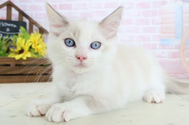 福岡県のラグドール (Coo&RIKU福岡東店/2026年2月1日生まれ/女の子/ブルーリンクスポイント)の子猫の3枚目の画像