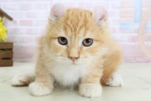 鹿児島県のアメリカンカール (Coo&RIKU鹿児島店/2025年12月25日生まれ/男の子/レッドタビー)の子猫の1枚目の画像