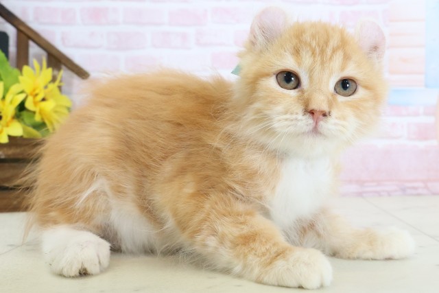 鹿児島県のアメリカンカール (Coo&RIKU鹿児島店/2025年12月25日生まれ/男の子/レッドタビー)の子猫の2枚目の画像