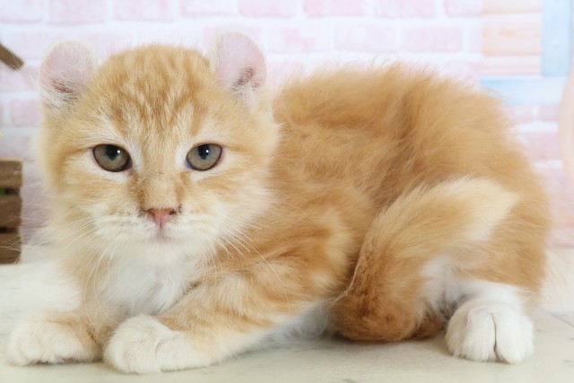 鹿児島県のアメリカンカール (Coo&RIKU鹿児島店/2025年12月25日生まれ/男の子/レッドタビー)の子猫の3枚目の画像