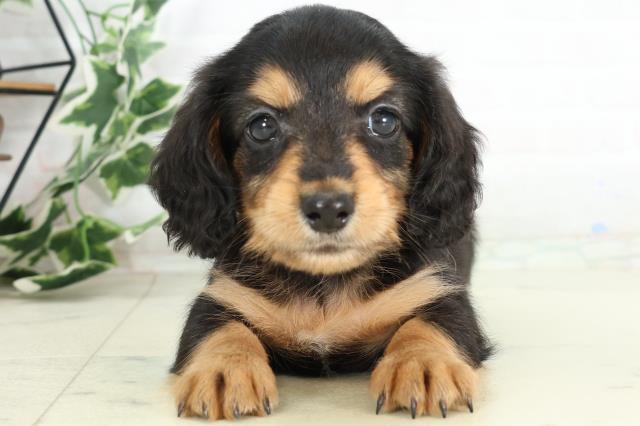 ミニチュア・ダックスフンド