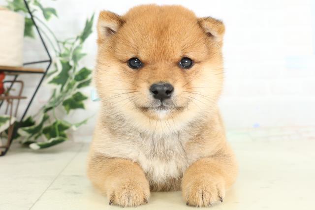 福岡県の豆柴 (Coo&RIKU黒崎店/2026年3月2日生まれ/男の子/赤)の子犬の1枚目の画像