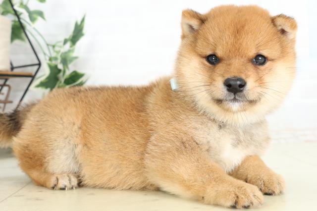 福岡県の豆柴 (Coo&RIKU黒崎店/2026年3月2日生まれ/男の子/赤)の子犬の2枚目の画像