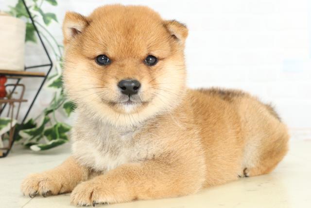 福岡県の豆柴 (Coo&RIKU黒崎店/2026年3月2日生まれ/男の子/赤)の子犬の3枚目の画像