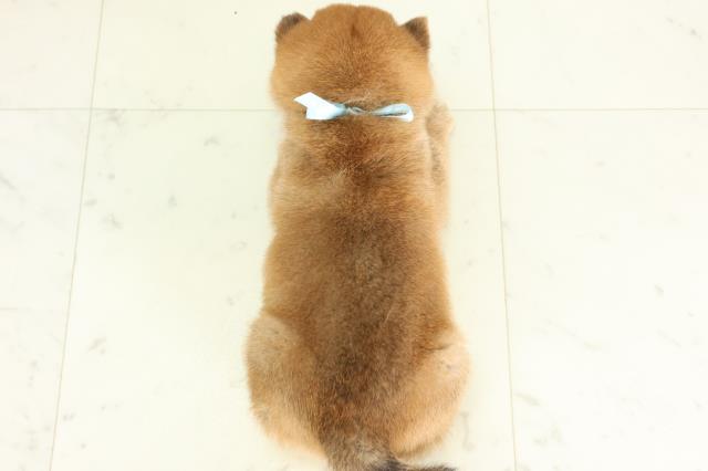 福岡県の豆柴 (Coo&RIKU黒崎店/2026年3月2日生まれ/男の子/赤)の子犬の4枚目の画像