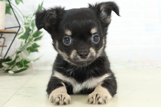 チワワ（ロングコート）