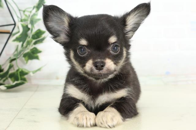 長崎県のチワワ(ロング) (Coo&RIKU大村店/2026年3月2日生まれ/男の子/ブラックタンホワイト)の子犬の1枚目の画像