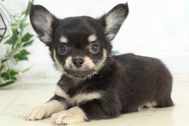 長崎県のチワワ(ロング) (Coo&RIKU大村店/2026年3月2日生まれ/男の子/ブラックタンホワイト)の子犬の3枚目の画像