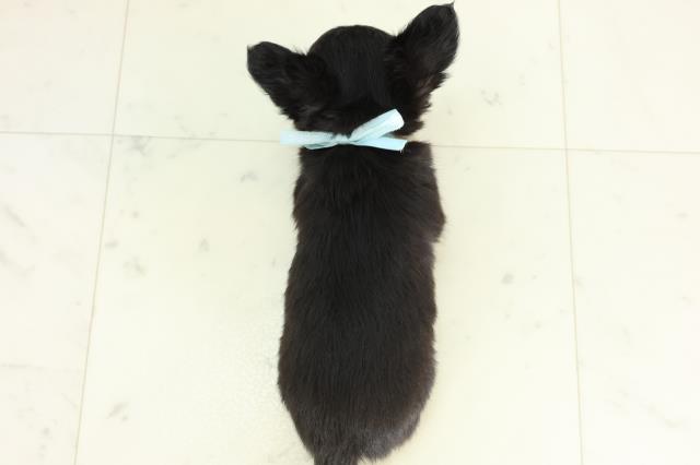 長崎県のチワワ(ロング) (Coo&RIKU大村店/2026年3月2日生まれ/男の子/ブラックタンホワイト)の子犬の4枚目の画像