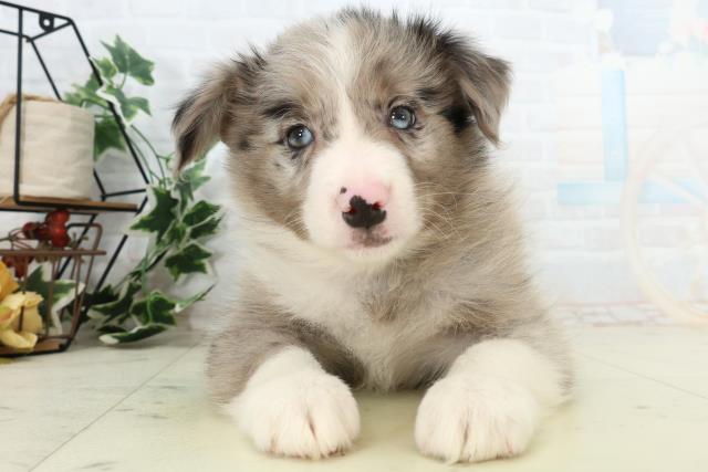 福岡県のボーダーコリー (Coo&RIKU福岡東店/2026年3月1日生まれ/男の子/ブルーマール)の子犬の1枚目の画像