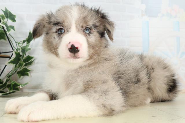 福岡県のボーダーコリー (Coo&RIKU福岡東店/2026年3月1日生まれ/男の子/ブルーマール)の子犬の3枚目の画像