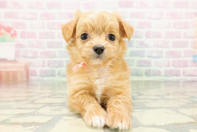 東京都のチワプー/プーチー(チワワ×プードル) (Coo&RIKU広尾店/2026年3月4日生まれ/女の子/アプリコットホワイト)の子犬