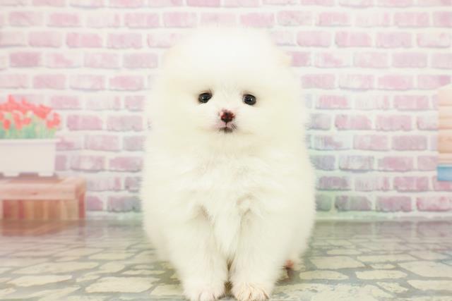 東京都のポメラニアン (Coo&RIKU中野サンモール店/2026年3月4日生まれ/女の子/クリーム)の子犬