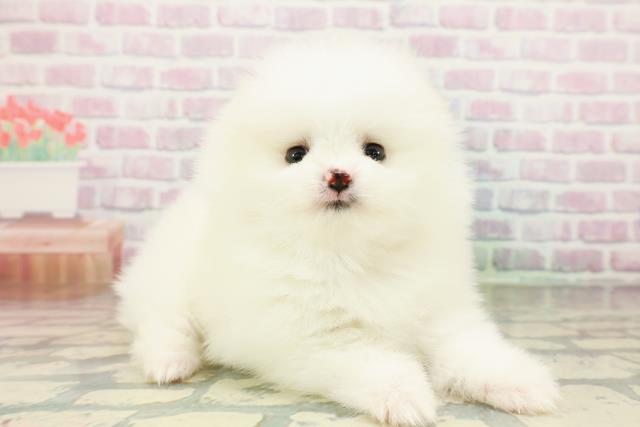 東京都のポメラニアン (Coo&RIKU中野サンモール店/2026年3月4日生まれ/女の子/クリーム)の子犬の3枚目の画像