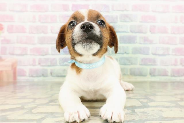 東京都のジャックラッセルテリア (Coo&RIKU足立本店/2026年2月24日生まれ/男の子/タンホワイト)の子犬